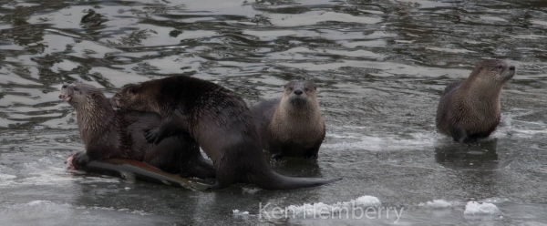 otters_1_of_12_600x248