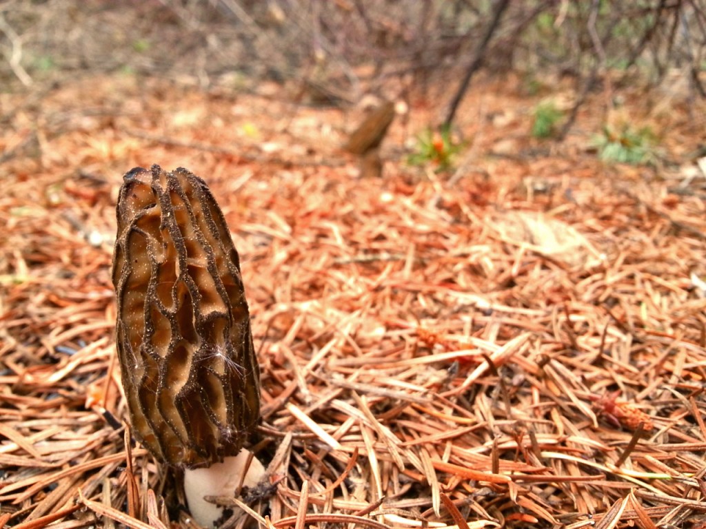 Morel Mecca Washington Wildfires and a Finicky Fungus Icicle TV