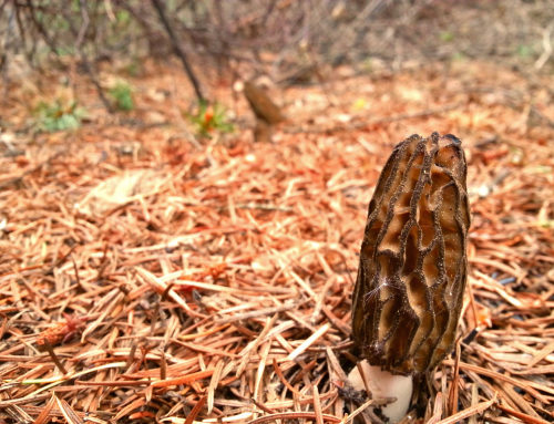 Morel Mecca: Washington Wildfires and a Finicky Fungus