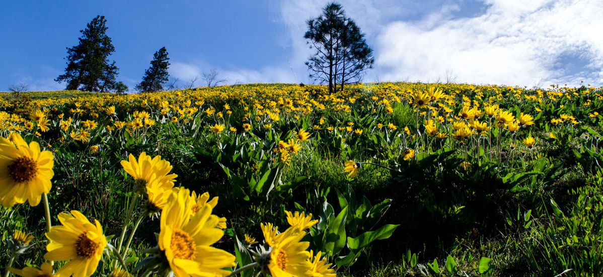leavenworth washington wildflowers on hillside