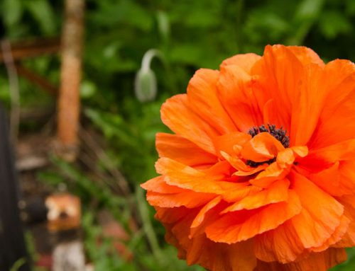 Photo of the Moment: The Olympia Orange Oriental Poppy