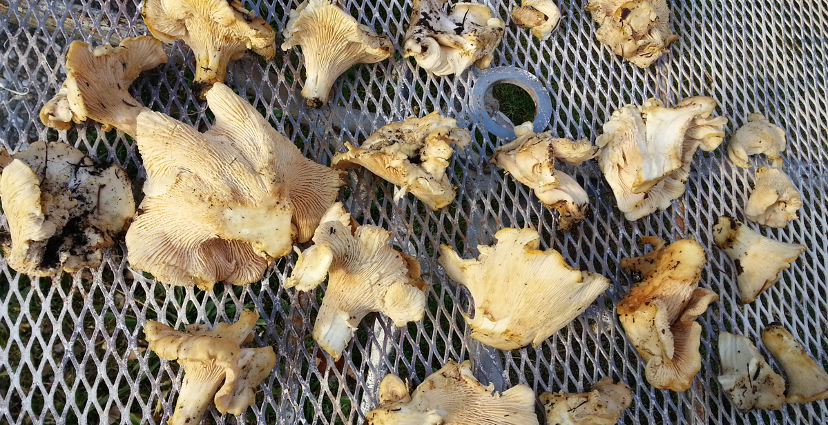 group of chanterelles on table