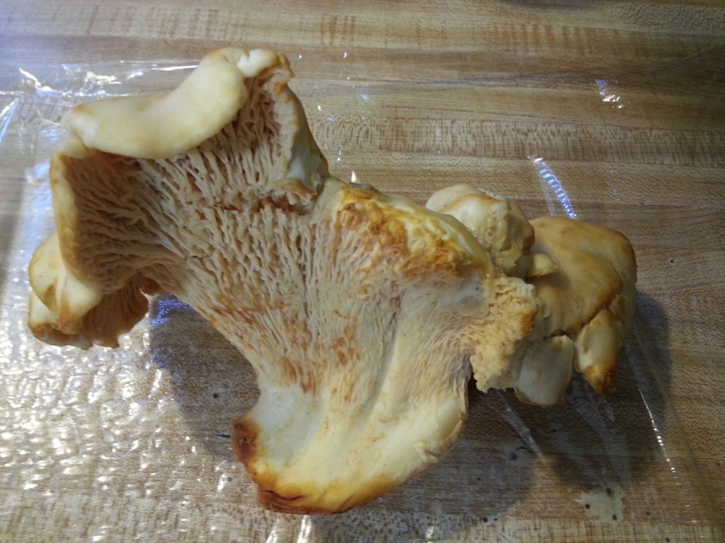 Chanterelles, The Fall Fungus Delight Icicle TV