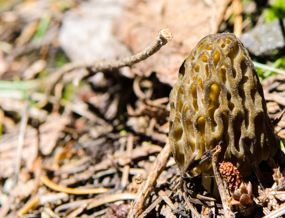 Morel Mecca Washington Wildfires and a Finicky Fungus Icicle TV