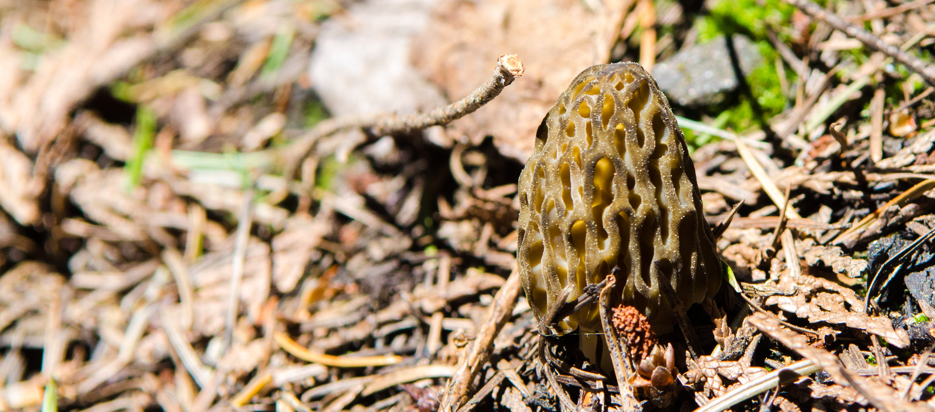 Morel Mushroom Hunting (& Finding!) Leavenworth, WA Icicle TV
